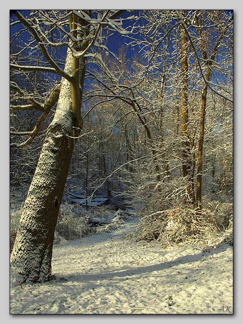 фото "Первый снег 2" метки: пейзаж, зима, лес