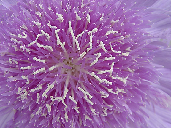 фото "Lavender Flower" метки: природа, макро и крупный план, цветы