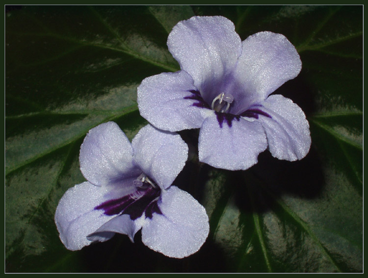 photo "Campanula" tags: macro and close-up, nature, flowers