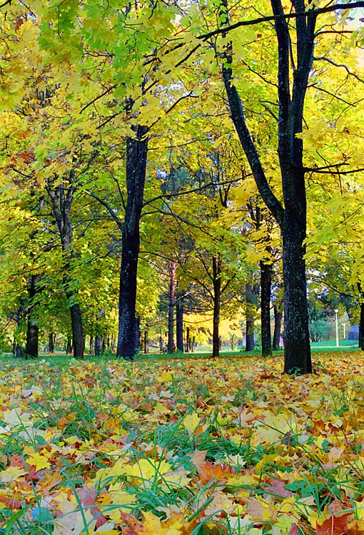фото "Осенняя" метки: пейзаж, природа, осень, цветы