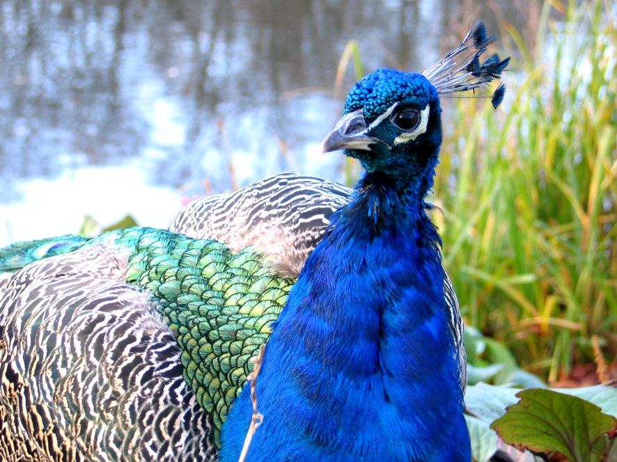 photo "peacock" tags: nature, pets/farm animals