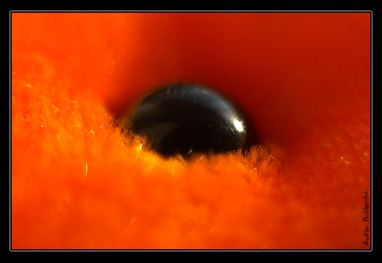 фото "orange_n_black" метки: макро и крупный план, абстракция, 