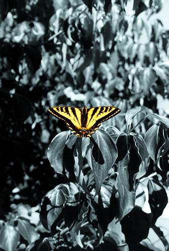 фото "Madame Butterfly" метки: природа, насекомое