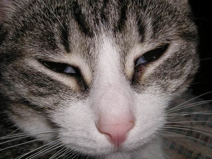 photo "kat" tags: nature, pets/farm animals
