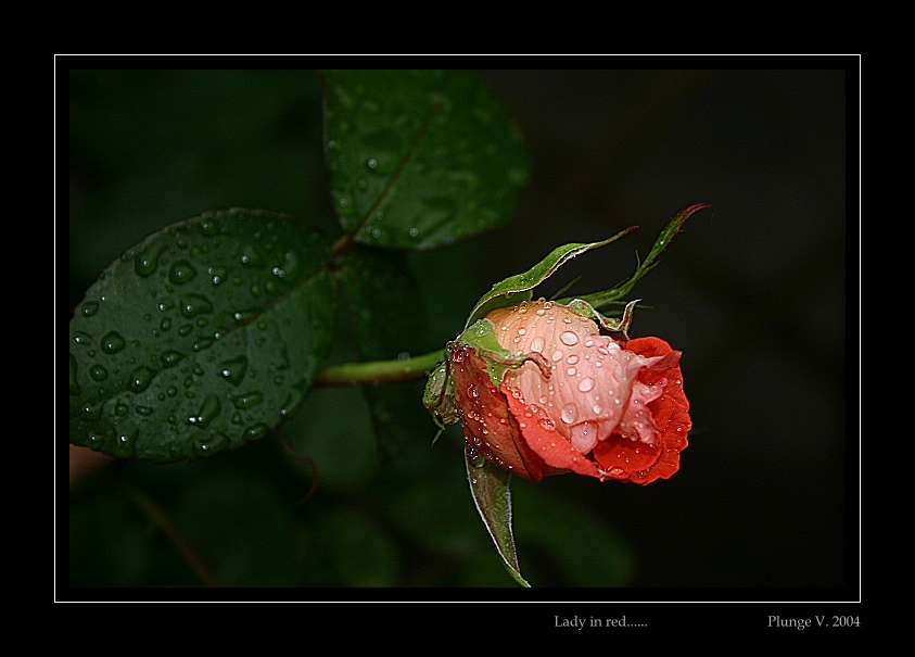 фото "Lady in ...." метки: природа, фотомонтаж, цветы