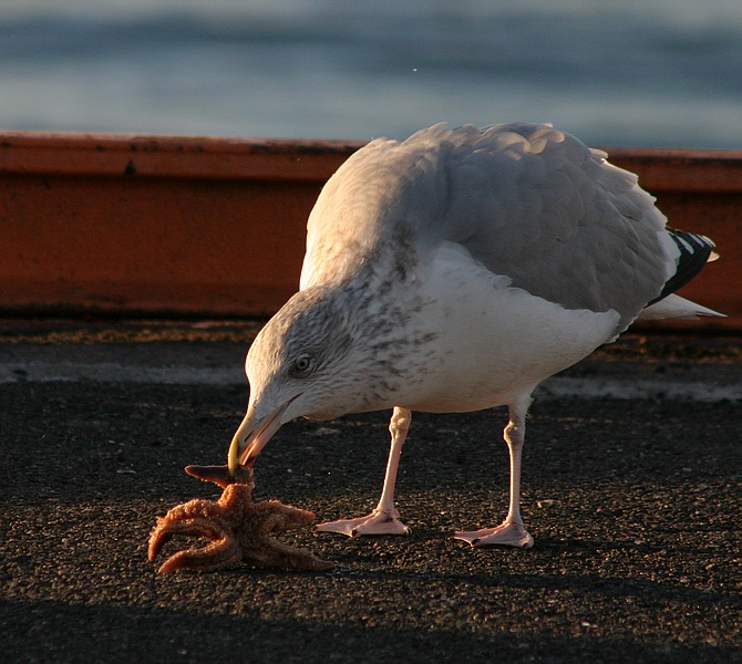 photo "Food" tags: nature, wild animals