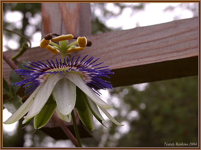 photo "Take-off" tags: nature, macro and close-up, flowers