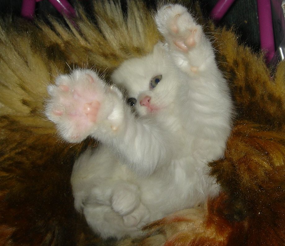 Смешные кошки и собаки. Смешные котята. Дай мне животных. Доброе утро котенок. Рысь обыкновенная семейство.