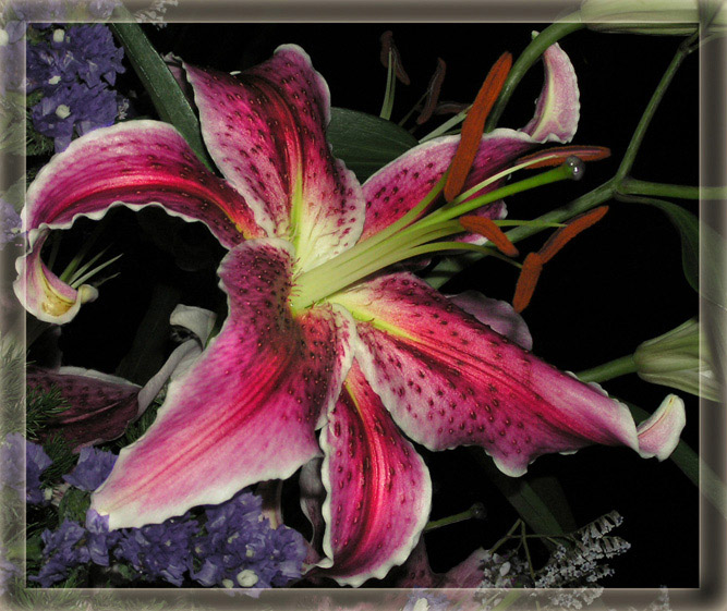 фото "Цветок в ночи" метки: природа, разное, цветы