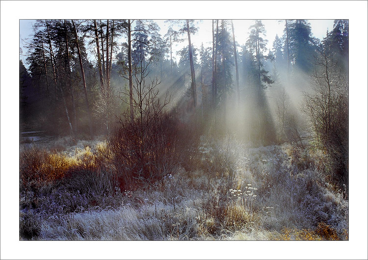 photo "November in a wood #3" tags: landscape, autumn, forest