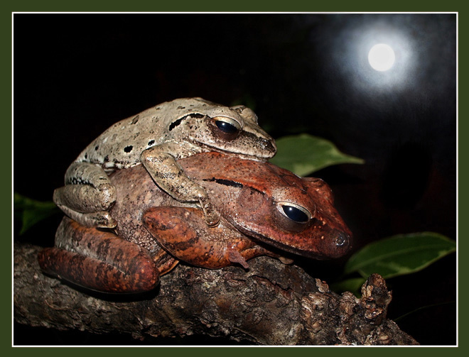 photo "They have got tired..." tags: macro and close-up, nature, wild animals