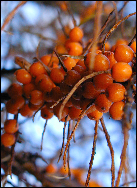 photo "*" tags: macro and close-up, 