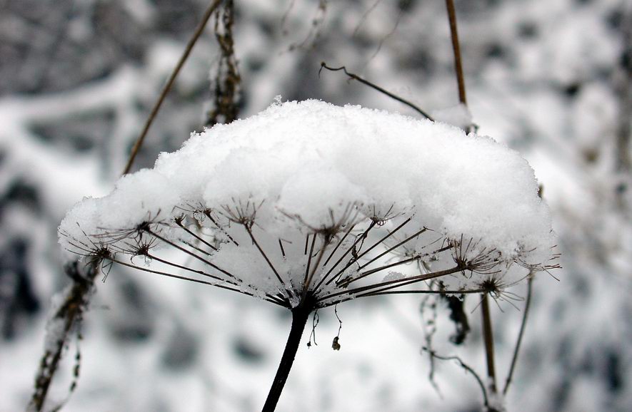 photo "The first snow." tags: landscape, nature, flowers, winter