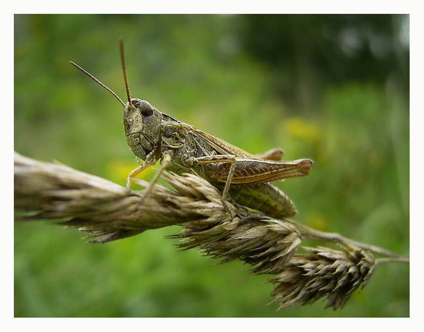 фото "В дозоре" метки: макро и крупный план, природа, насекомое