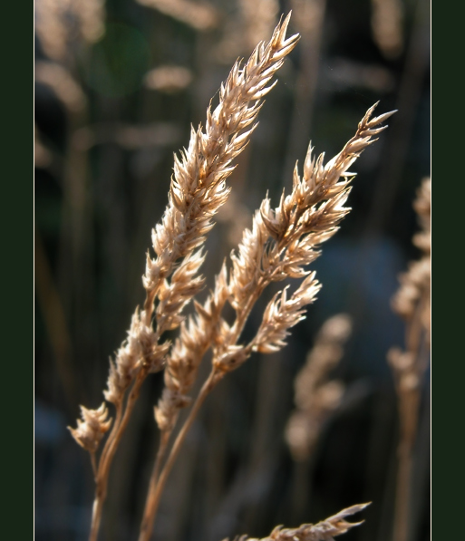 photo "Seven Seas of Rye" tags: nature, flowers