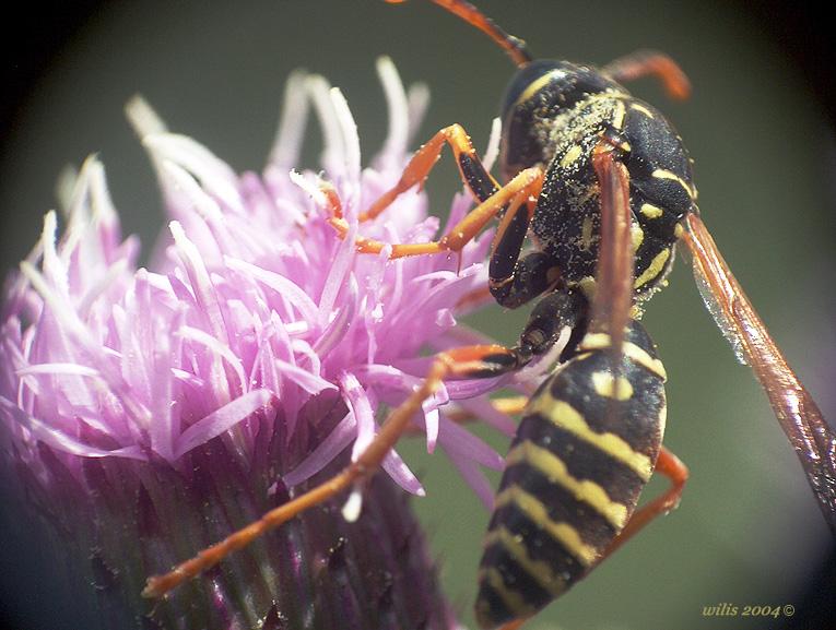 photo "***" tags: nature, insect