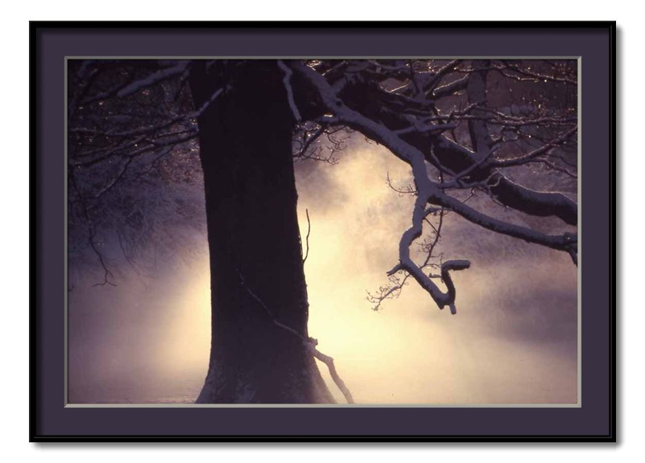 photo "mystic light" tags: landscape, forest