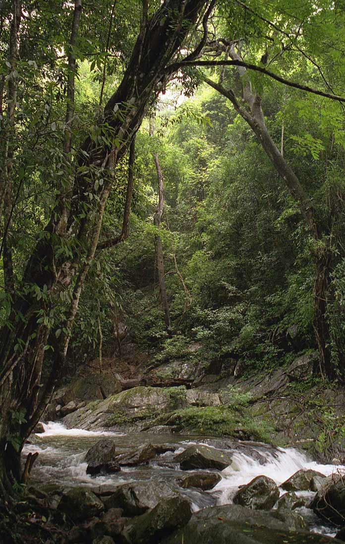photo "Thailand-Kaeng Krachan 2" tags: landscape, forest