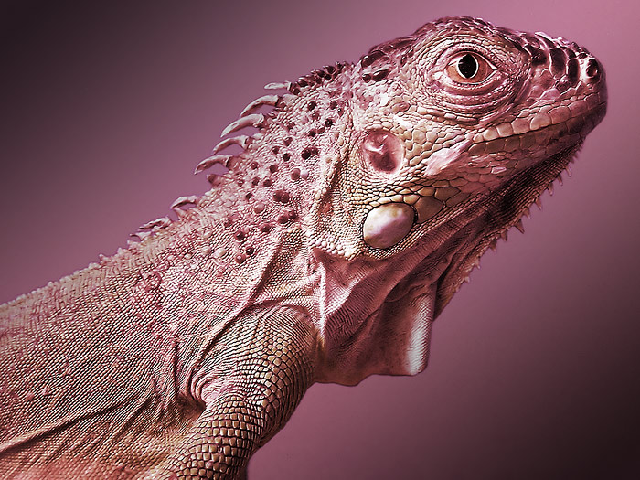 фото "Маленький динозаврик" метки: портрет, природа, дикие животные