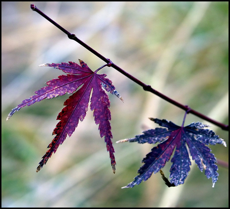 photo "The end of a season" tags: nature, flowers