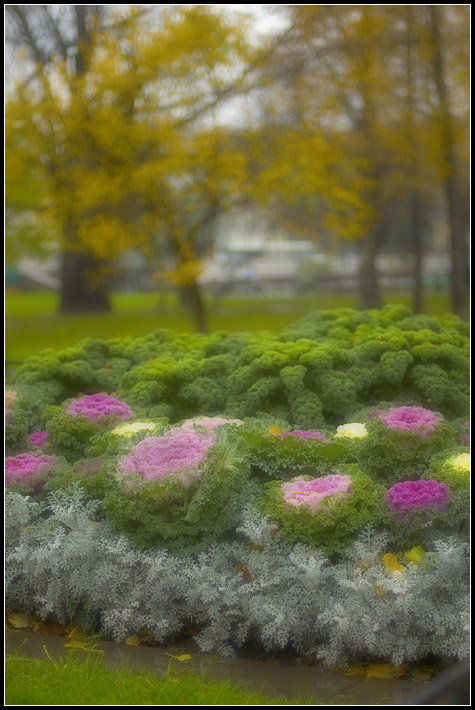 фото "Александровский сад" метки: пейзаж, разное, осень