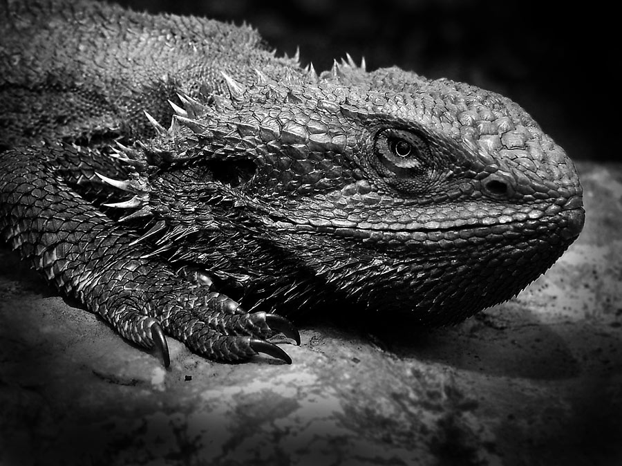 photo "Bearded Dragon" tags: nature, travel, Australia, wild animals
