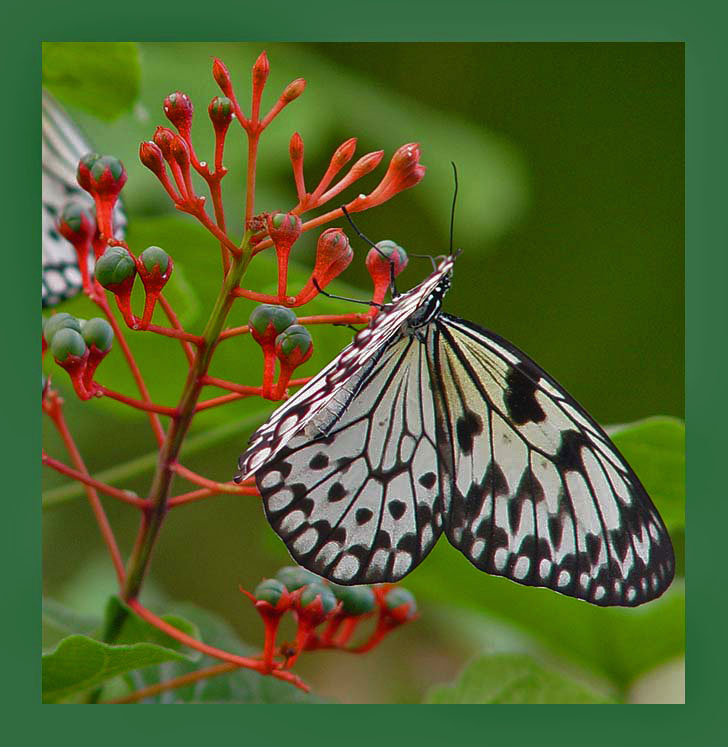 photo "The day time butterfly" tags: nature, insect