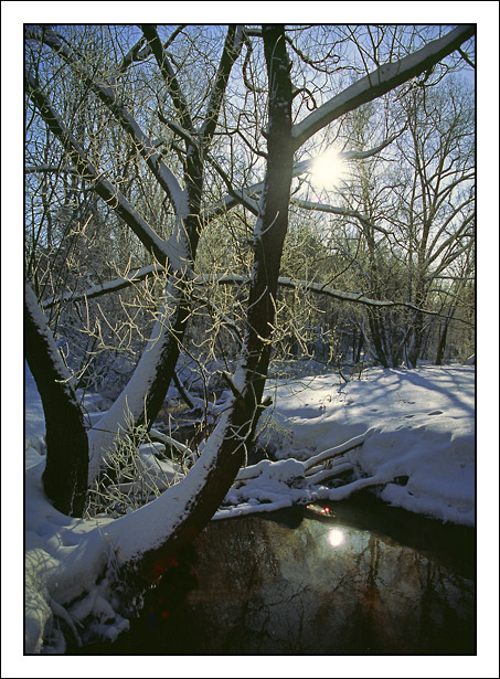 photo "winter morning" tags: landscape, forest, winter