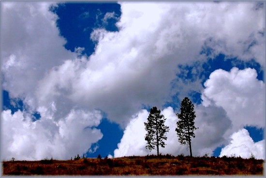 photo "2 trees" tags: landscape, clouds