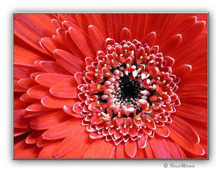 photo "Blow Red" tags: nature, macro and close-up, flowers