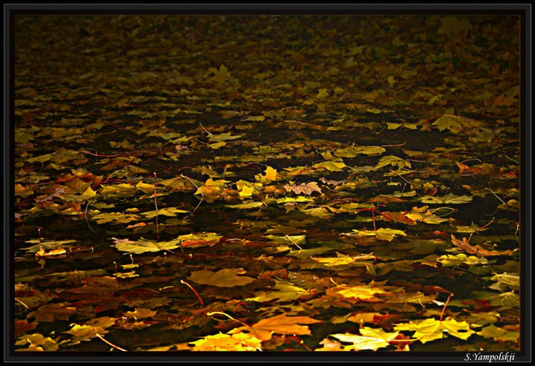 photo "Water - leaves" tags: nature, 