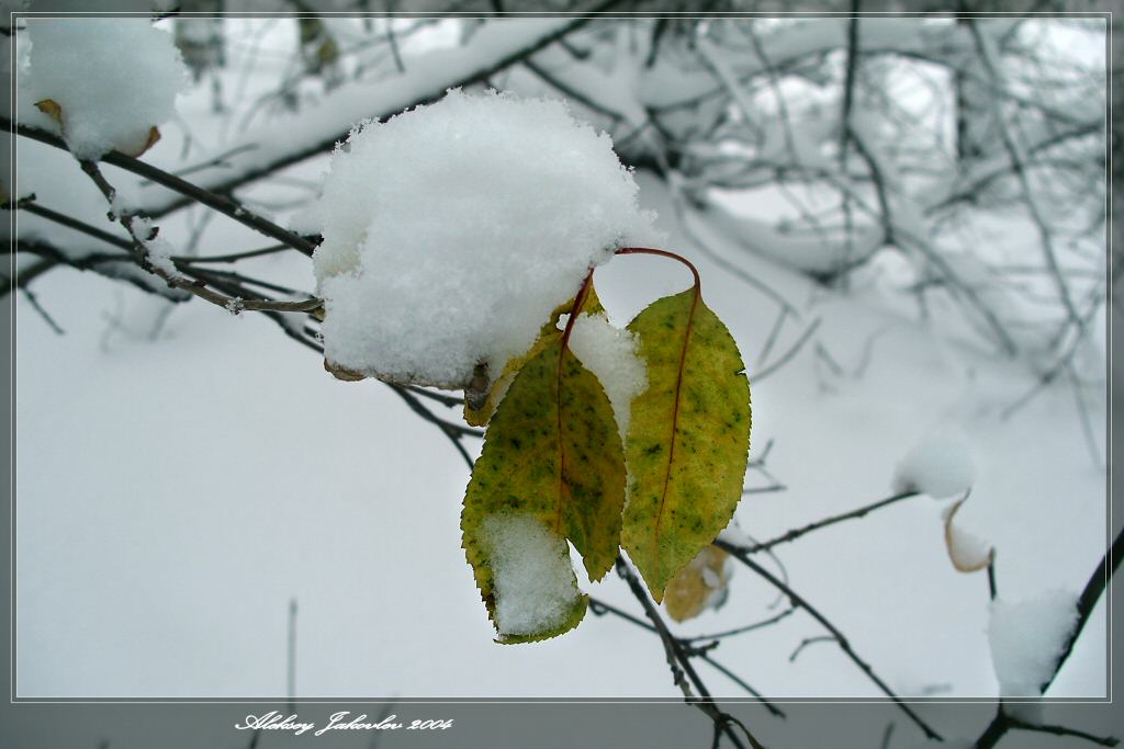 фото "Снежок" метки: макро и крупный план, природа, цветы