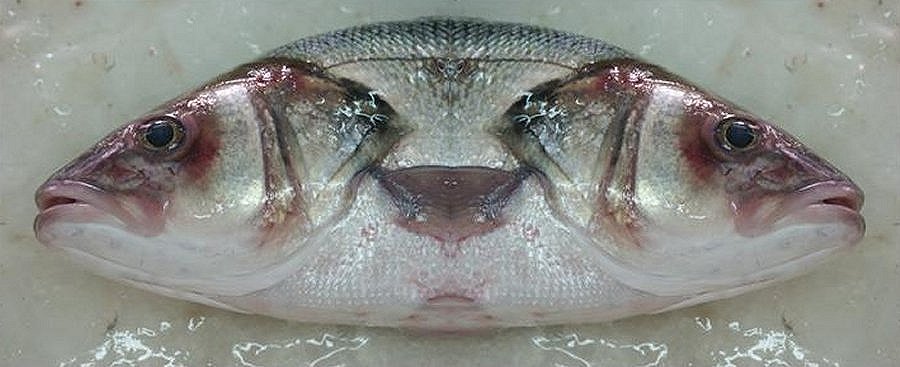 фото "Fish & Fish" метки: фотомонтаж, 
