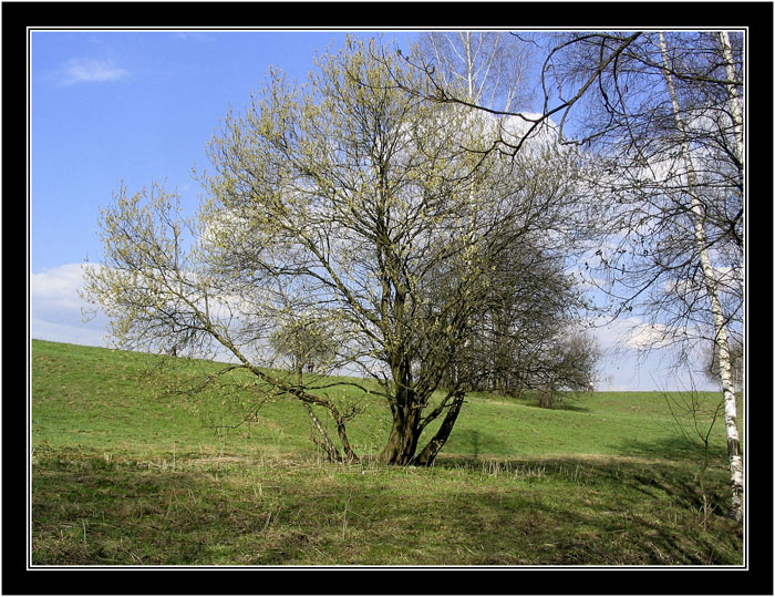 photo "*****(ранняя весна)" tags: landscape, spring