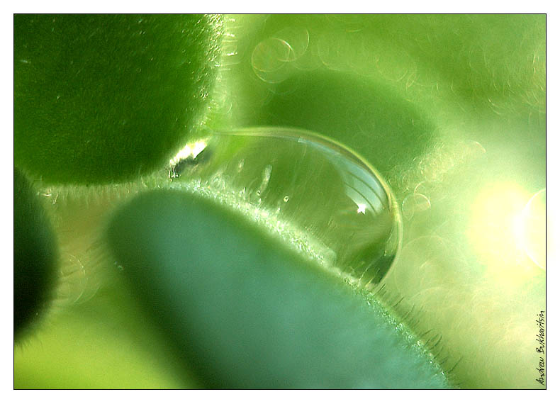 photo "drop" tags: macro and close-up, nature, flowers