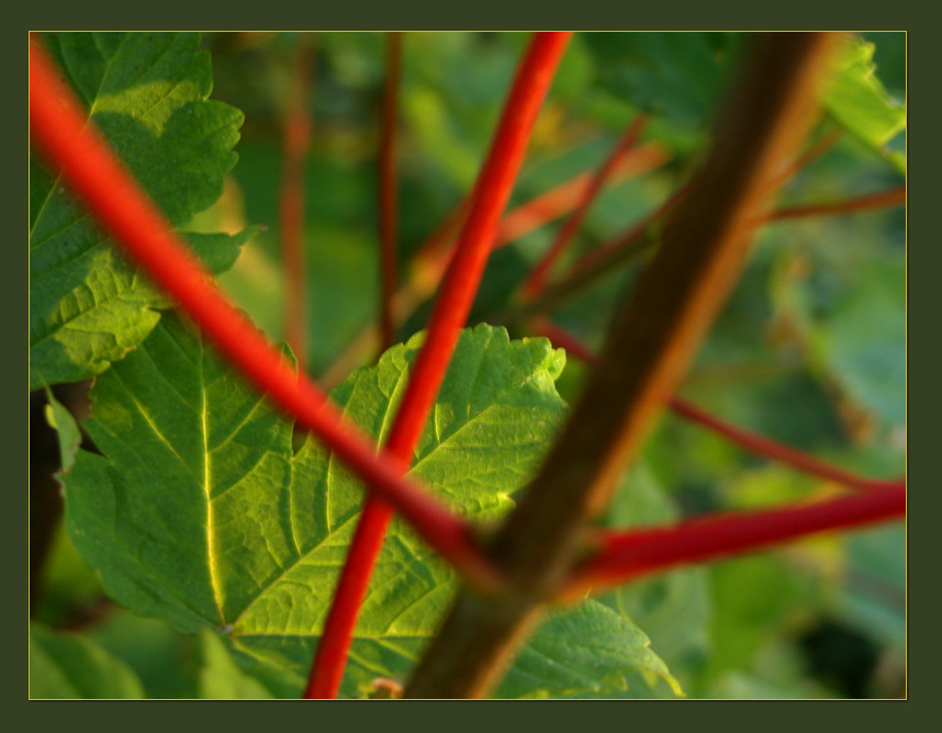 photo "Lines" tags: nature, flowers