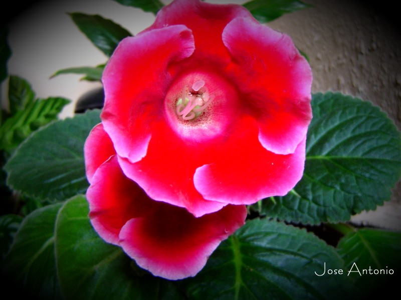 photo "Flower" tags: misc., 