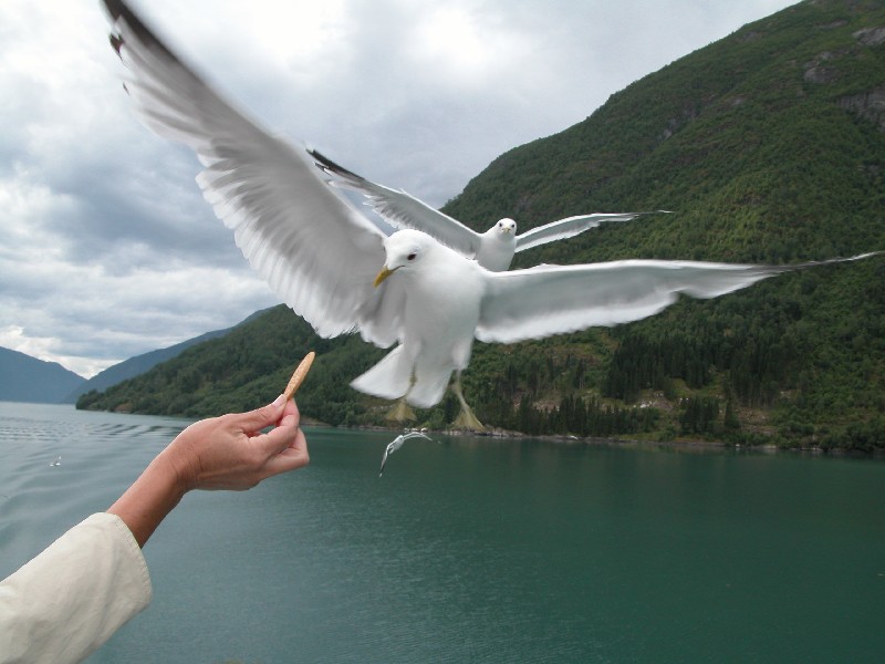 фото "Sea-gull" метки: путешествия, Европа