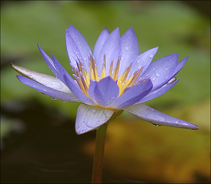 photo "Flower of a lotus" tags: nature, flowers