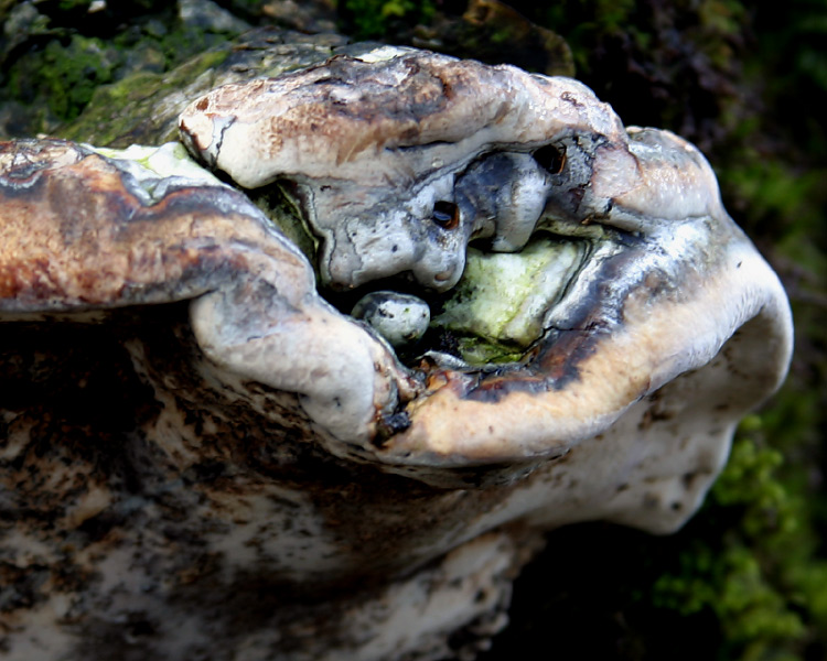 photo "Mushroom Man" tags: macro and close-up, nature, flowers