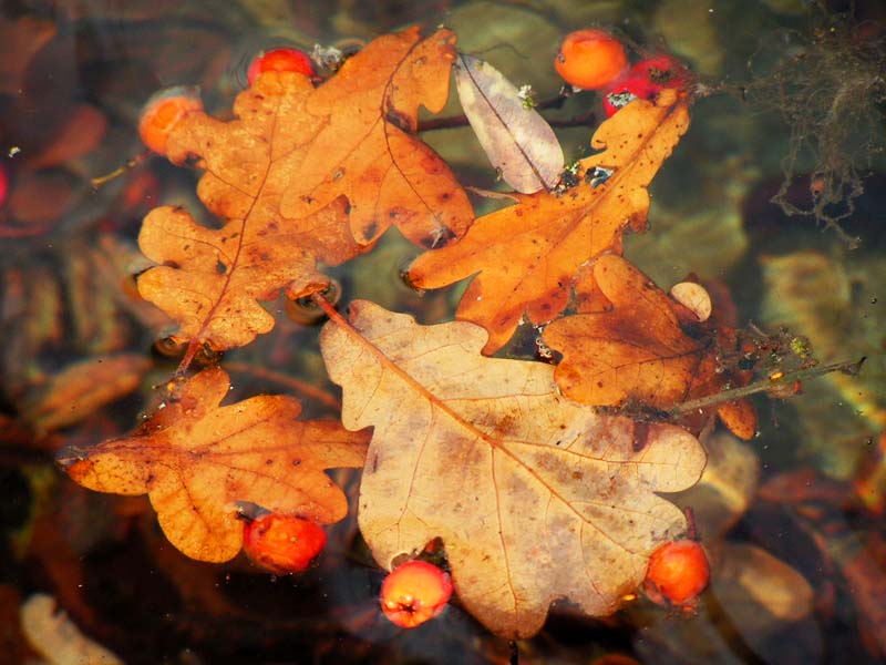 фото "Осенний Хоровод" метки: природа, цветы