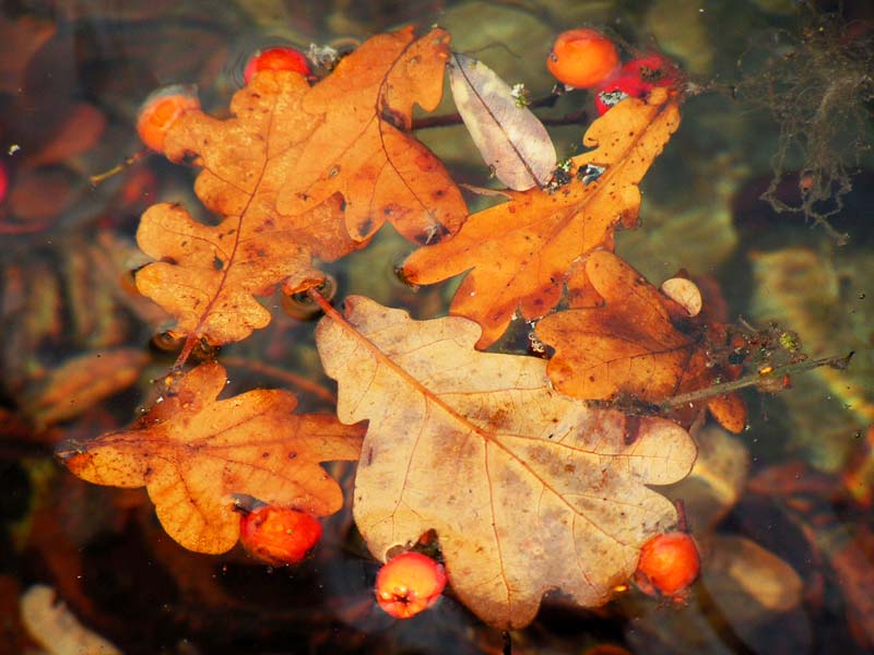 photo "Autumm round dance" tags: nature, flowers