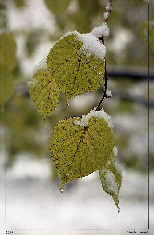 photo "The sadness are vain..." tags: nature, flowers