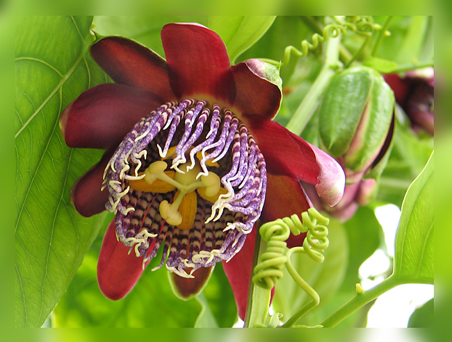 photo "Passiflora" tags: nature, flowers