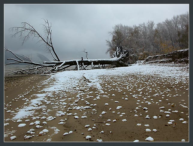 photo "White mice." tags: landscape, forest, winter