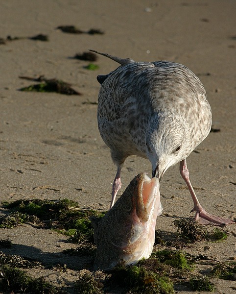 photo "I am eating" tags: nature, wild animals