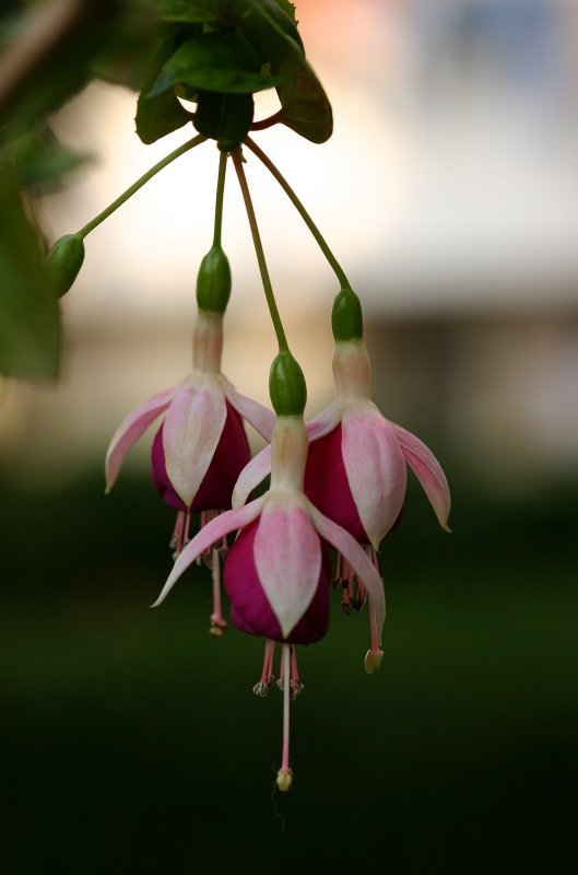 photo ""Brincos de Princesa"" tags: nature, flowers