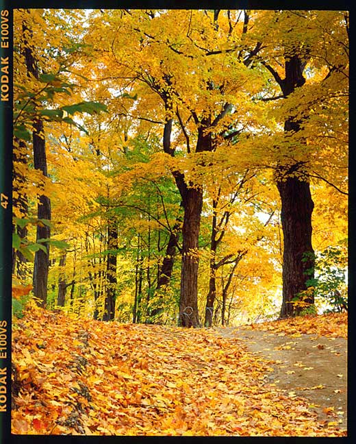 photo "Path" tags: landscape, autumn, forest