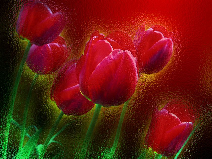 photo "Neverseen wonder (glassed tulips)" tags: nature, abstract, flowers