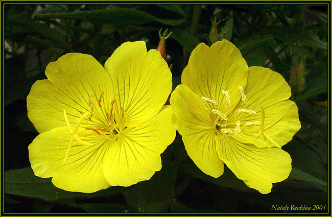 photo "Quarrelled" tags: nature, macro and close-up, flowers